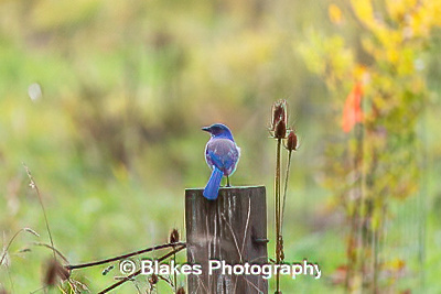 california scrub jay (16)