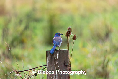 california scrub jay (17)