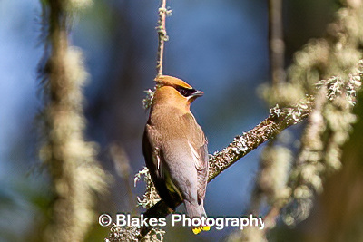 Cedar Waxwing (1)