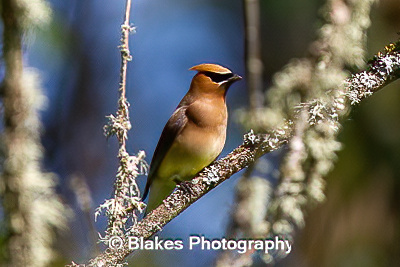 Cedar Waxwing (2)