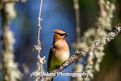 Cedar Waxwing (3)
