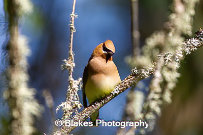 Cedar Waxwing (4)