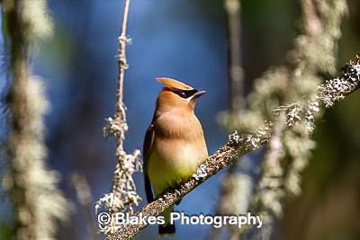 Cedar Waxwing (5)