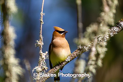 Cedar Waxwing (6)