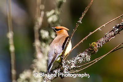 Cedar Waxwing (7)