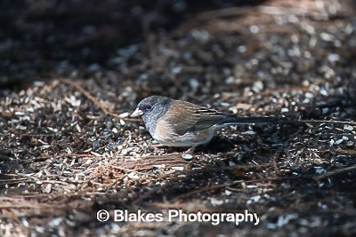 dark-eyed junco (1)