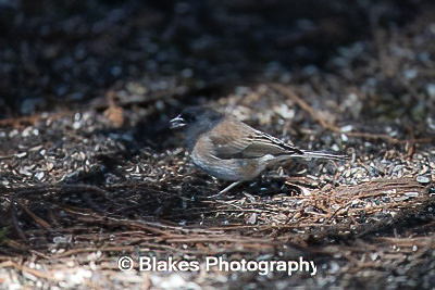 dark-eyed junco (2)