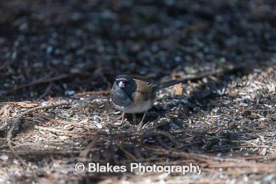 dark-eyed junco (3)