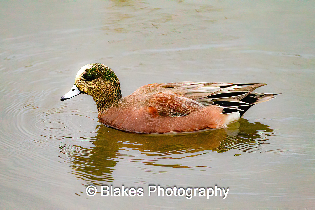 Eurasian Widgeon (1)