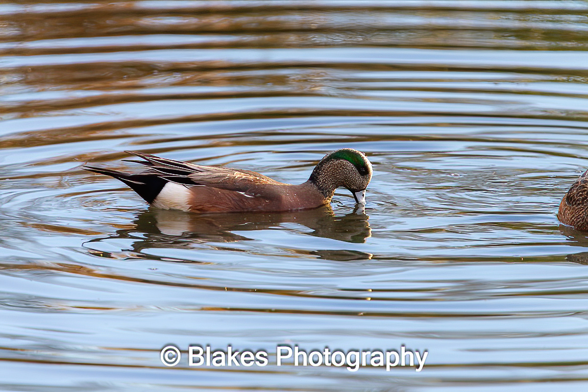 Eurasian Widgeon (3)