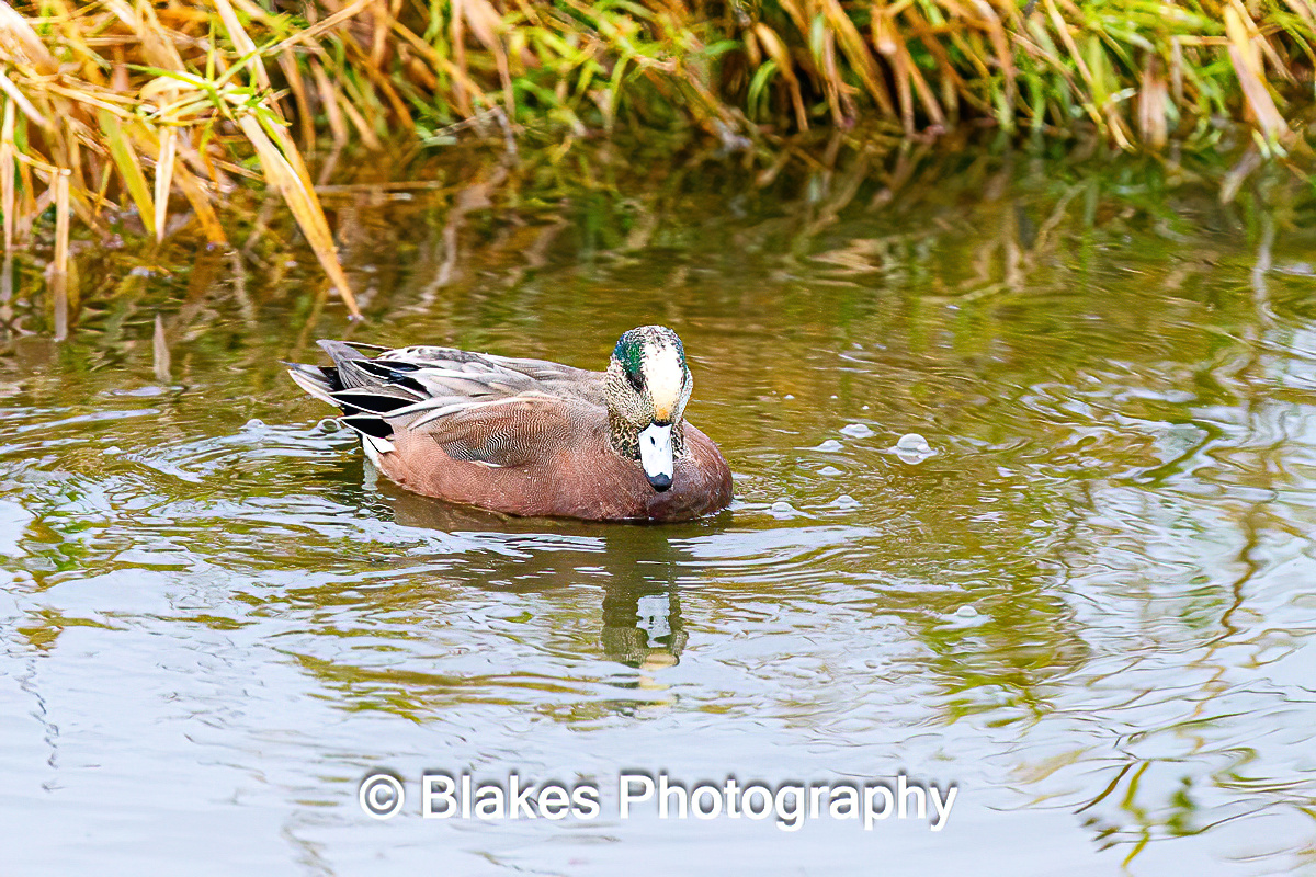 Eurasian Widgeon (5)