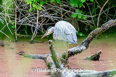 great blue heron (1)