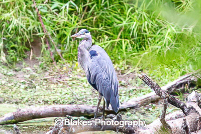 great blue heron (2)