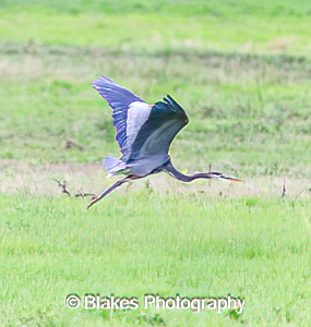 great blue heron (3)