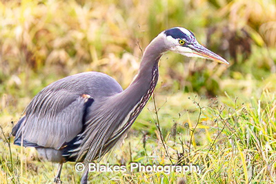 great blue heron (5)