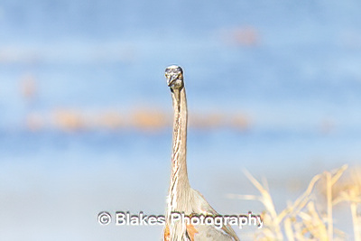 great blue heron (7)
