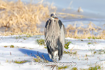 great blue heron (9)