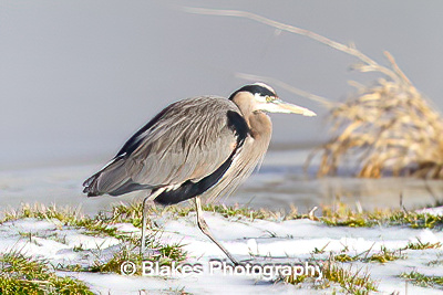 great blue heron (10)
