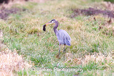 great blue heron (12)