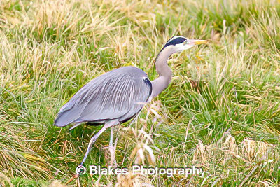 great blue heron (14)
