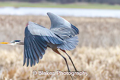 great blue heron (15)