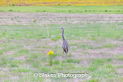 great blue heron (16)