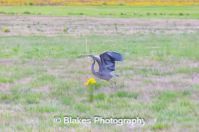 great blue heron (17)