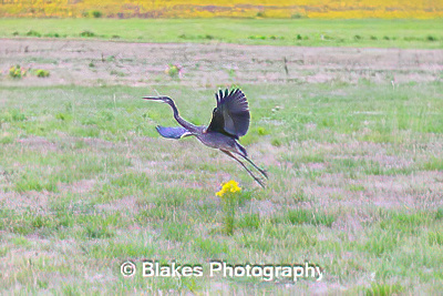 great blue heron (18)
