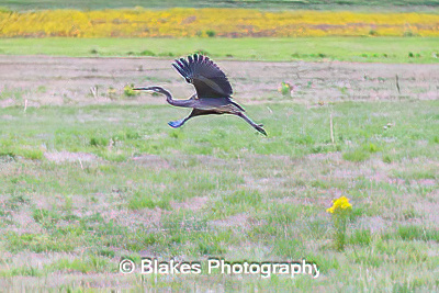 great blue heron (20)