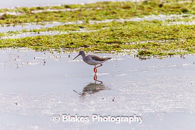 greater yellow legs (1)
