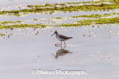 greater yellow legs (2)