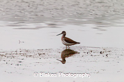 greater yellow legs (3)