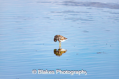 greater yellow legs (4)