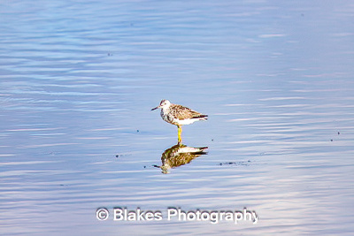 greater yellow legs (5)