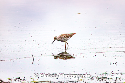 greater yellow legs (6)