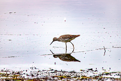greater yellow legs (7)