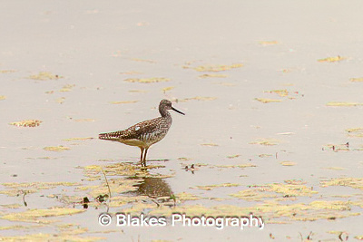 greater yellow legs (8)