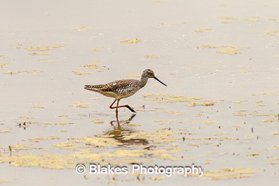 greater yellow legs (9)