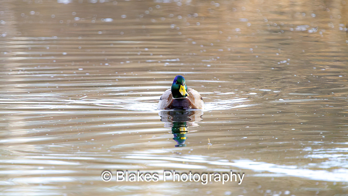 mallard duck (1)