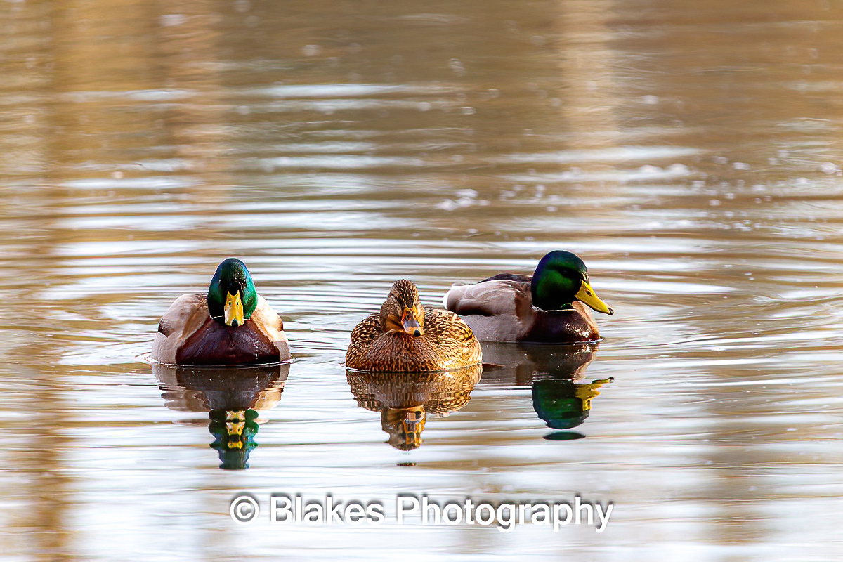 mallard duck (2)