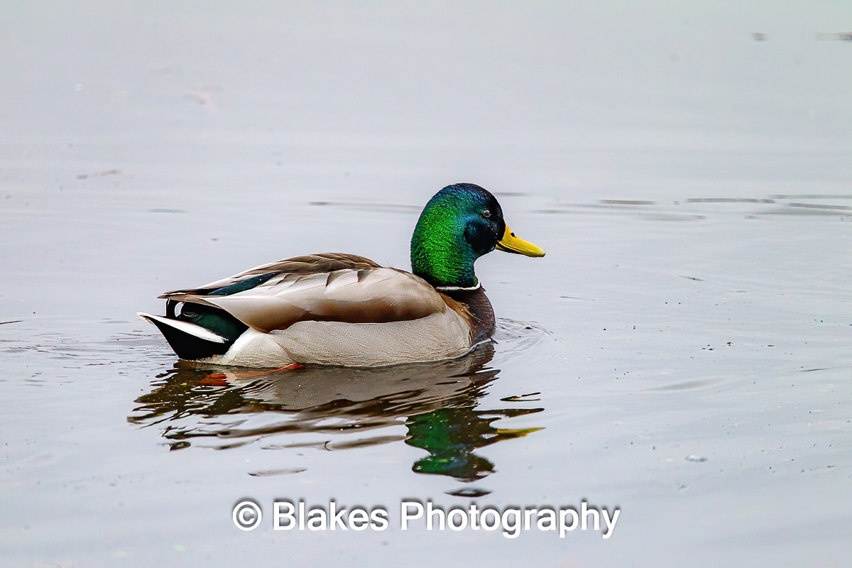 mallard duck (4)