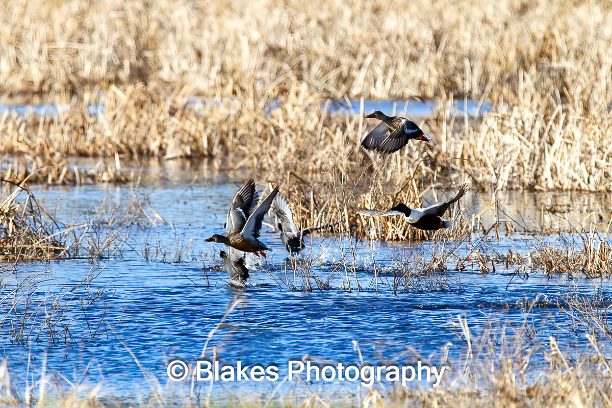 mallard duck (5)