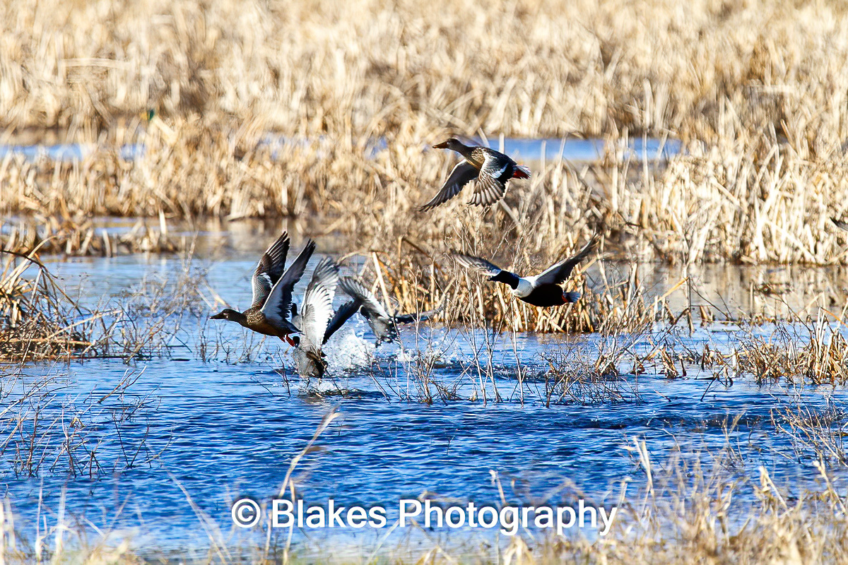 mallard duck (6)