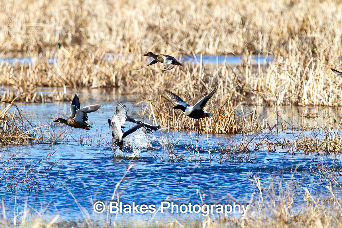 mallard duck (7)