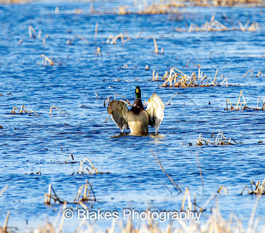 mallard duck (8)