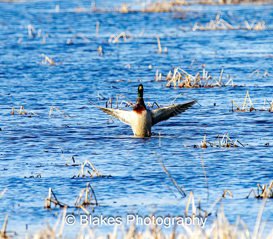 mallard duck (9)