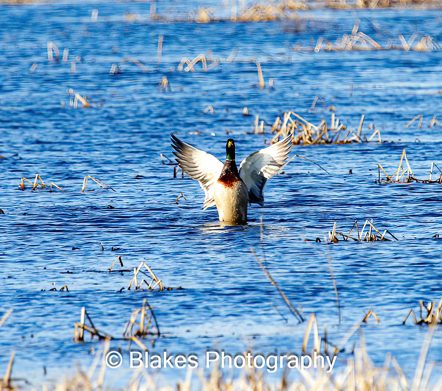 mallard duck (10)