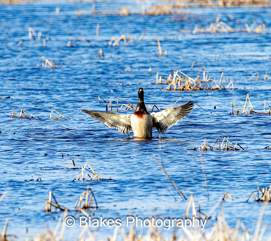 mallard duck (11)
