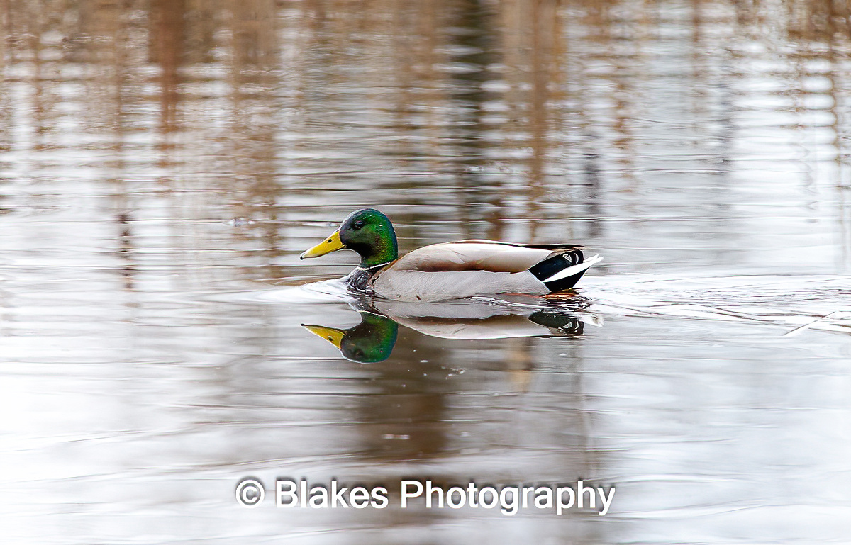 mallard duck (13)