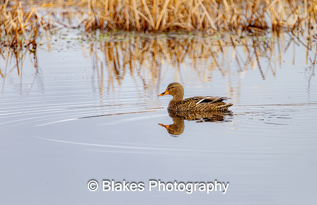 mallard duck (14)